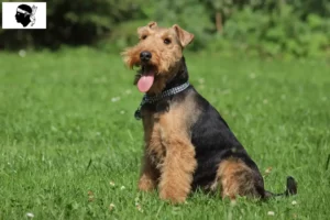 Lire la suite à propos de l’article Éleveurs de Welsh Terriers et chiots en Corse