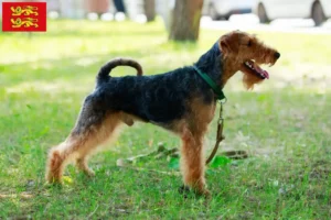 Lire la suite à propos de l’article Éleveurs de Welsh Terriers et chiots en Normandie