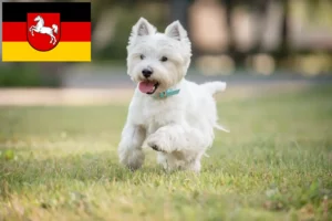 Lire la suite à propos de l’article Éleveurs de Westie et chiots en Basse-Saxe