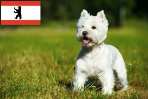 Lire la suite à propos de l’article Éleveurs de westies et chiots à Berlin