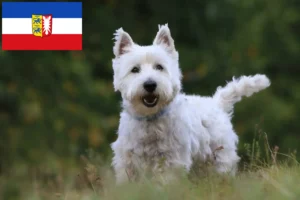 Lire la suite à propos de l’article Éleveurs de Westie et chiots en Schleswig-Holstein