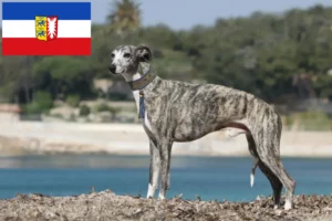 Lire la suite à propos de l’article Éleveurs de whippets et chiots dans le Schleswig-Holstein