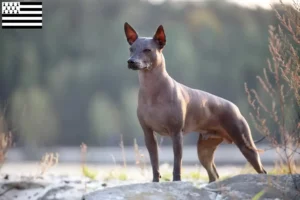 Lire la suite à propos de l’article Éleveurs de Xolo et chiots en Bretagne