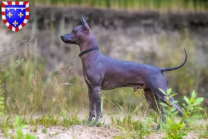 Lire la suite à propos de l’article Xolo éleveurs et chiots en Centre-Val de Loire