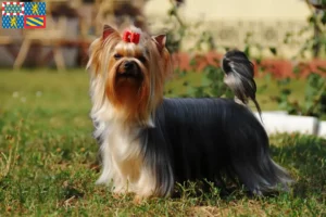 Lire la suite à propos de l’article Éleveurs de Yorkshire Terriers et chiots en Bourgogne-Franche-Comté