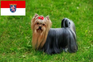 Lire la suite à propos de l’article Éleveurs de Yorkshire Terriers et chiots en Hesse