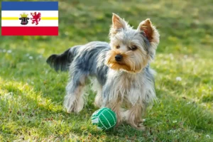 Lire la suite à propos de l’article Éleveurs de Yorkshire Terrier et chiots dans le Mecklembourg-Poméranie occidentale