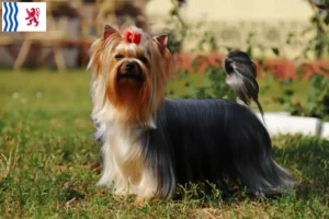 Lire la suite à propos de l’article Éleveurs de Yorkshire Terriers et chiots en Nouvelle-Aquitaine