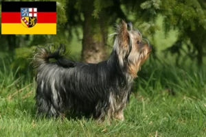 Lire la suite à propos de l’article Éleveurs de Yorkshire Terriers et chiots en Sarre