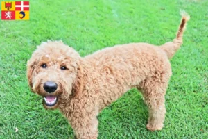 Lire la suite à propos de l’article Goldendoodle éleveurs et chiots en Auvergne-Rhône-Alpes