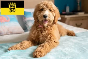 Lire la suite à propos de l’article Goldendoodle éleveurs et chiots en Baden-Württemberg