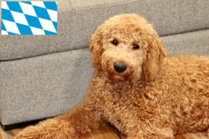 Lire la suite à propos de l’article Éleveurs de Goldendoodle et chiots en Bavière