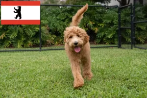 Lire la suite à propos de l’article Goldendoodle éleveurs et chiots à Berlin