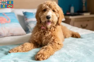 Lire la suite à propos de l’article Goldendoodle éleveurs et chiots en Bourgogne-Franche-Comté