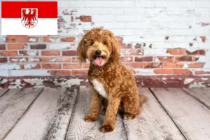 Lire la suite à propos de l’article Éleveurs de Goldendoodle et chiots dans le Brandebourg