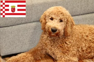 Lire la suite à propos de l’article Goldendoodle éleveurs et chiots à Brême