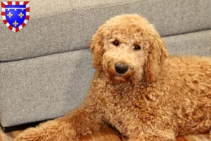 Lire la suite à propos de l’article Éleveurs de Goldendoodle et chiots en Centre-Val de Loire