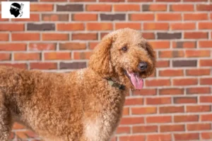 Lire la suite à propos de l’article Éleveurs de Goldendoodle et chiots en Corse