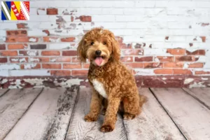 Lire la suite à propos de l’article Goldendoodle éleveurs et chiots en Grand Est