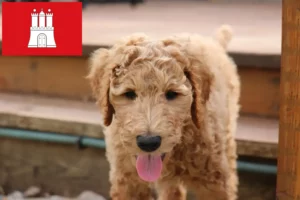 Lire la suite à propos de l’article Éleveurs de Goldendoodle et chiots à Hambourg