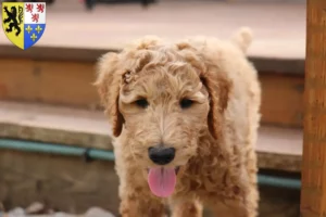 Lire la suite à propos de l’article Éleveurs de Goldendoodle et chiots en Hauts-de-France