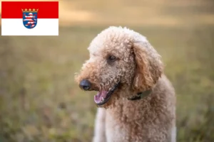 Lire la suite à propos de l’article Éleveurs de Goldendoodle et chiots en Hesse