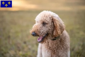 Lire la suite à propos de l’article Éleveurs de Goldendoodle et chiots en Île-de-France