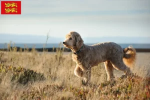 Lire la suite à propos de l’article Éleveurs de Goldendoodle et chiots en Normandie