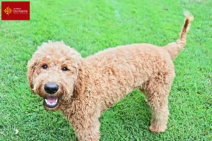 Lire la suite à propos de l’article Éleveurs de Goldendoodle et chiots en Occitanie