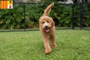 Lire la suite à propos de l’article Goldendoodle éleveurs et chiots en Provence-Alpes-Côte d’Azur