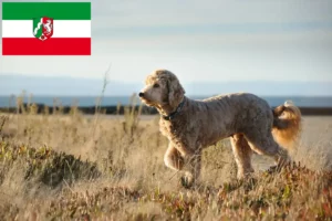 Lire la suite à propos de l’article Goldendoodle éleveurs et chiots en Rhénanie du Nord-Westphalie