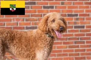 Lire la suite à propos de l’article Éleveurs de Goldendoodle et chiots en Saxe-Anhalt