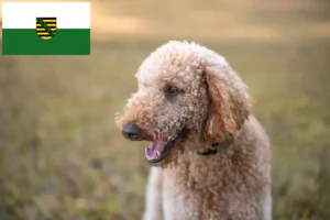 Lire la suite à propos de l’article Goldendoodle éleveurs et chiots en Saxe