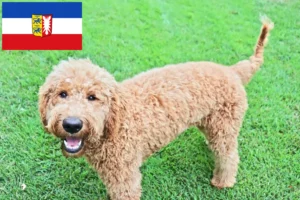 Lire la suite à propos de l’article Goldendoodle éleveurs et chiots dans le Schleswig-Holstein