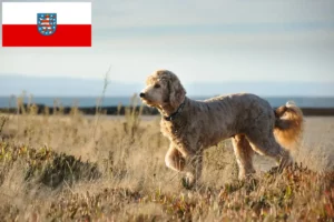 Lire la suite à propos de l’article Éleveurs de Goldendoodle et chiots en Thuringe