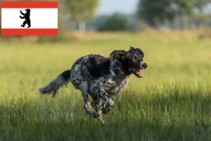 Lire la suite à propos de l’article Grand Münsterländer éleveur et chiots à Berlin