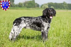 Lire la suite à propos de l’article Grand Münsterländer éleveur et chiots en Centre-Val de Loire