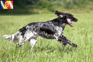 Lire la suite à propos de l’article Grand Münsterländer éleveur et chiots en Grand Est