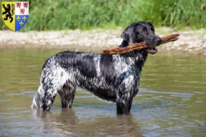 Lire la suite à propos de l’article Grand Münsterländer éleveur et chiots en Hauts-de-France