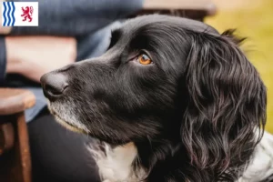 Lire la suite à propos de l’article Grand Münsterländer éleveur et chiots en Nouvelle-Aquitaine