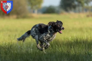 Lire la suite à propos de l’article Grand Münsterländer éleveur et chiots en Pays de la Loire