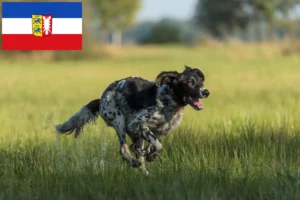 Lire la suite à propos de l’article Grand Münsterländer éleveur et chiots dans le Schleswig-Holstein