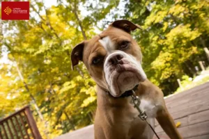 Lire la suite à propos de l’article Olde English Bulldog éleveurs et chiots en Occitanie