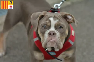 Lire la suite à propos de l’article Olde English Bulldog éleveurs et chiots en Provence-Alpes-Côte d’Azur