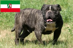 Lire la suite à propos de l’article Olde English Bulldog éleveurs et chiots en Rhénanie du Nord-Westphalie