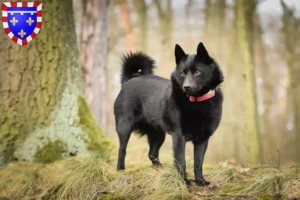 Lire la suite à propos de l’article Éleveurs et chiots de Schipperke en Centre-Val de Loire