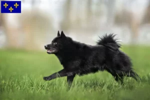 Lire la suite à propos de l’article Éleveurs et chiots de Schipperke en Île-de-France