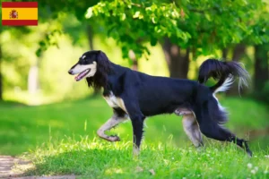 Lire la suite à propos de l’article Éleveurs de Saluki et chiots en Espagne