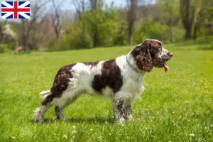 Lire la suite à propos de l’article Éleveurs et chiots d’English Springer Spaniel en Grande-Bretagne