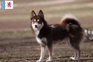 Lire la suite à propos de l’article Pomsky éleveurs et chiots en Nouvelle-Aquitaine